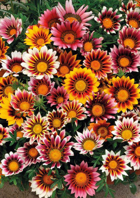 

Real Seed Gazania Seed(20 Per Packet)