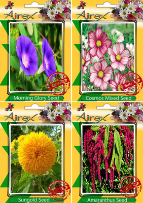 

Airex Morning Glory,Cosmos Mixed,Sungold and Amaranthus Seed(15 per packet)