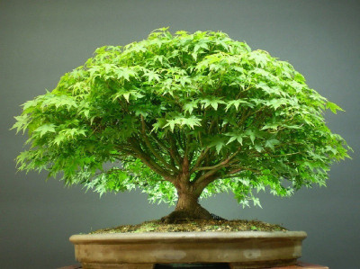 Vsquare Retail Beautiful Imported Japanese Red Maple Bonsai Tree Seed 7 Per Packet