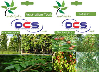 

DCS Australian Teak & Ber Seeds Seed(2 per packet)