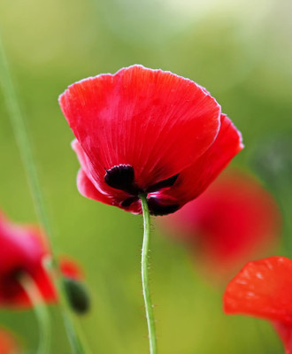 Bio Kisan Flower Seed(100 per packet)