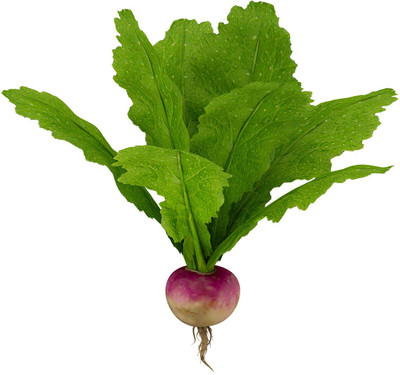 

Farm Seeds Turnip (Shalgam) Seed(100 per packet)