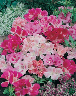 

BIO KISAN Flower Seed(100 per packet)