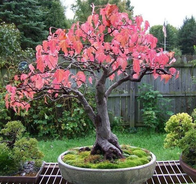 

National Gardens Tatarian Maple Bonsai Seeds by National Gardens Seed(5 per packet)