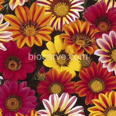 

Biocarve Gazania Seed(20 per packet)