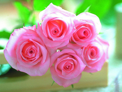 

National Gardens Pink Rose Flower Seeds by National Gardens Seed(10 per packet)
