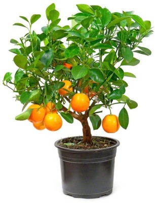 Vsquare Retail Mandarin Orange Dwarf Seeds Indoors Outdoors Fruit Tree Seeds Seed(5 per packet)