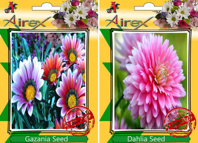 Airex Gazania, Dahlia Seed(25 per packet)