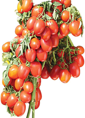 

Indous Agriseeds Tomato Seed(200 Per Packet)