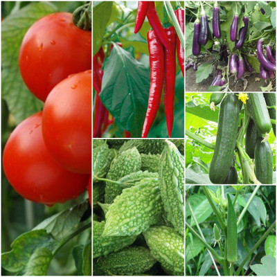 Biocarve Summer Vegetable Kit Seed(6 per packet)