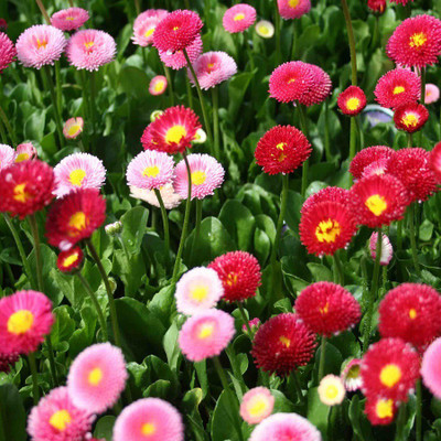 

Biocarve Daisy - Bellis monstrosa Dbl Mix Seed(200 per packet)