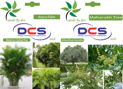 

DCS Areca palm & Maharukh tree Seed(10 per packet)