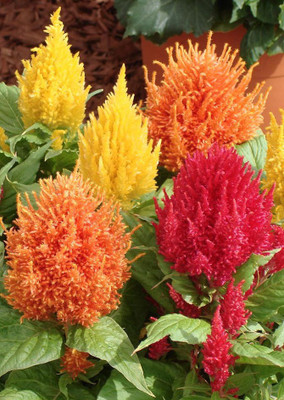 

Real Seed Celosia Mixed Seed(50 per packet)
