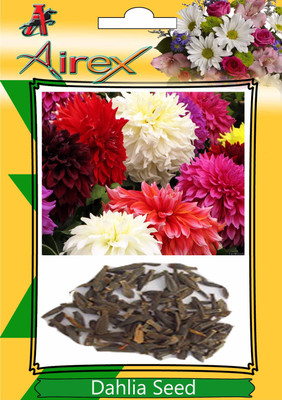 

Airex Dahlia Seed(20 per packet)