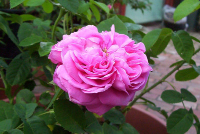 

Rainbow Spring Seeds Rose Seed(50 per packet)