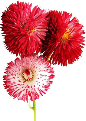 

Futaba Gerbera Seed(50 per packet)