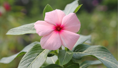 

Farm Seeds Rose Seed(100 per packet)