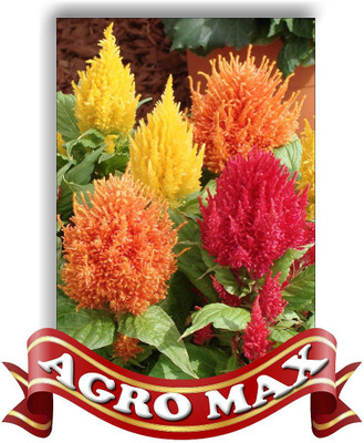 Agro Max CELOSIA PLUMOSA DWARF MIX Seed(50 per packet)
