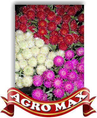 

Agro Max GOMPHERENA MIXED Seed(50 per packet)