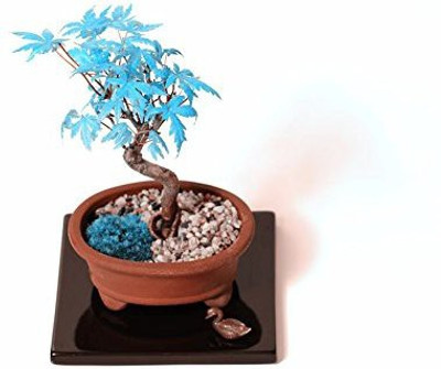 

Futaba Blue Maple Seed(20 per packet)