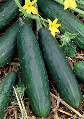 

Real Seed Cucumber (Kheera) Seed(50 per packet)