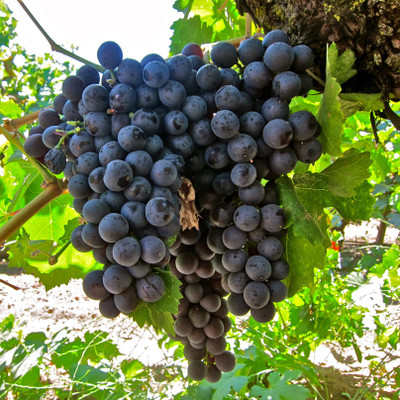 

Futaba Black Grape Seed(50 per packet)