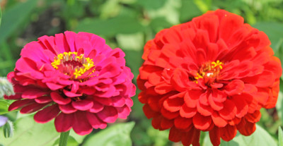 

Amir Enterprises zinnia Seed(20 per packet)