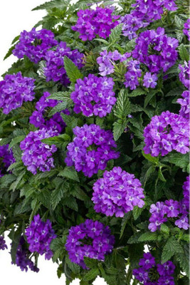 

Seedlings India Verbena Hybrid Mix Hybrid Seed(60 per packet)