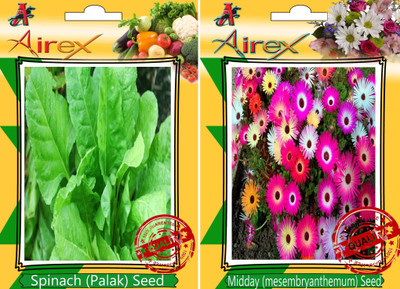 Airex Spinach, Midday Seed(25 per packet)