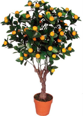 

NATURO BONSAI MANDARIN INDOOR/POTTED ORANGE Plant Seed(10 per packet)