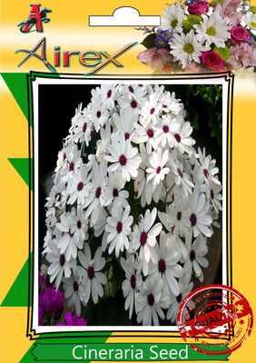 Airex Cineraria Seed(15 per packet)