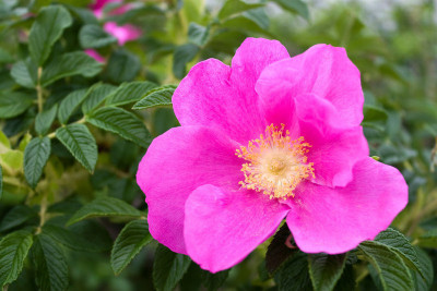 

Rainbow Spring Seeds Rose Seed(50 per packet)