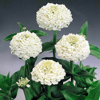 

Bio Kisan Flower Seed(20 per packet)