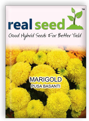 

Real Seed Marigold Pusa Basanti Seed(20 Per Packet)