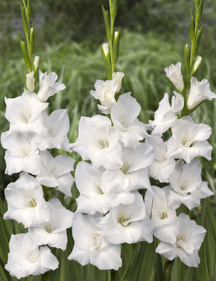 

Easy Gardening White Gladiolus Seed(10 per packet)
