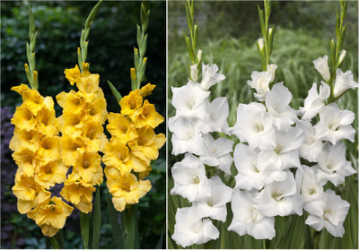 

Easy Gardening Gladiolus Seed(12 Per Packet)