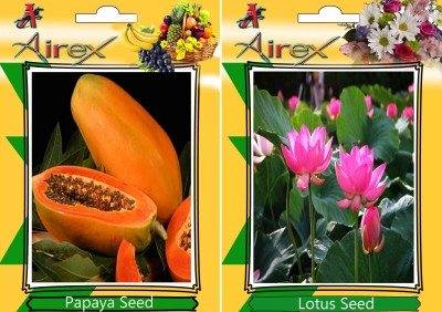 Airex Papaya and Lotus Seed(15 per packet)