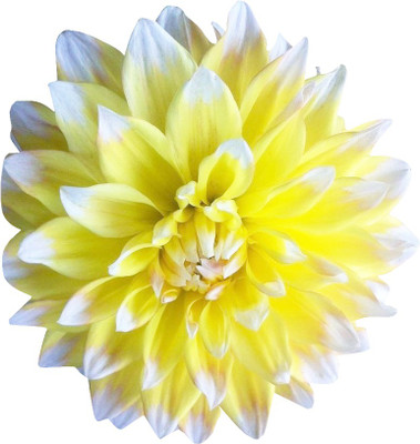 Futaba Yellow and White Dahlia Seed(100 per packet)