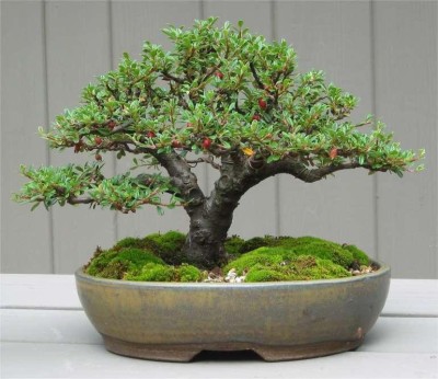 

National Gardens European Cotoneaster Bonsai Seeds by National Gardens Seed(5 per packet)