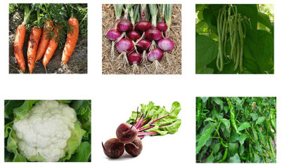 

VGreen Organic Vegetable Seeds, Vegetable Seeds Combo Pack Seed(25 per packet)