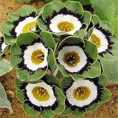 

Futaba Rose Seed(100 per packet)