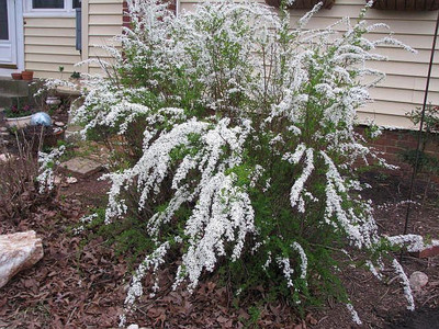 

National Gardens Babysbreath Aquatic Plant Seeds by National Gardens Seed(10 per packet)
