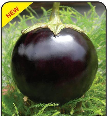 

Raunak Seeds Brinjal Seed(50 per packet)