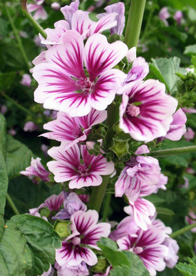 

Real Seed Holyhock Malwa Hybrid Imported Flower Seed(10 Per Packet)