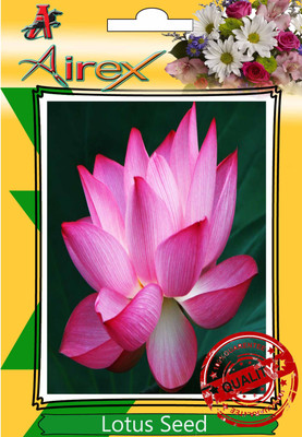 

Airex Lotus Winter Flower Seed(25 per packet)