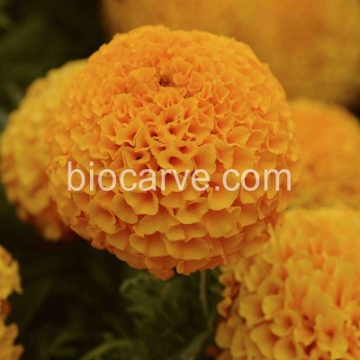 Biocarve Marigold Taishan Orange Seed(20 per packet)