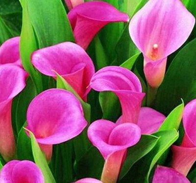 

Futaba Calla Lily Seed(20 per packet)
