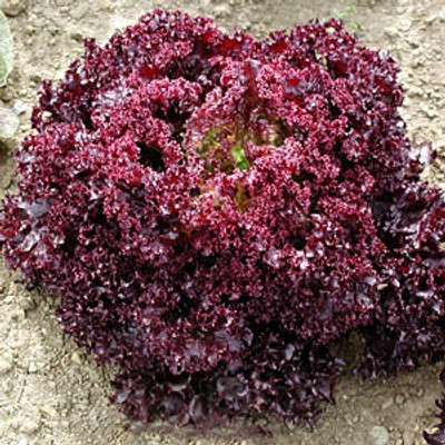 

Raunak Seeds Lettuce Seed(50 per packet)