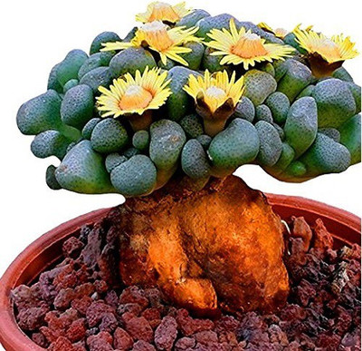 

Futaba Beautiful Rare flower seeds cactus Succulent seeds Seed(10 per packet)