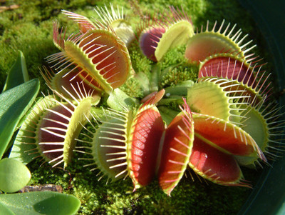 

National Gardens Venus Flytrap - Dionaea muscipula Seed(5 per packet)